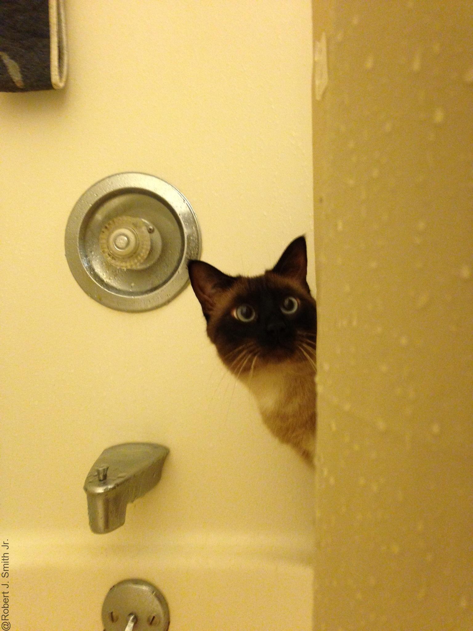 Cat Bath