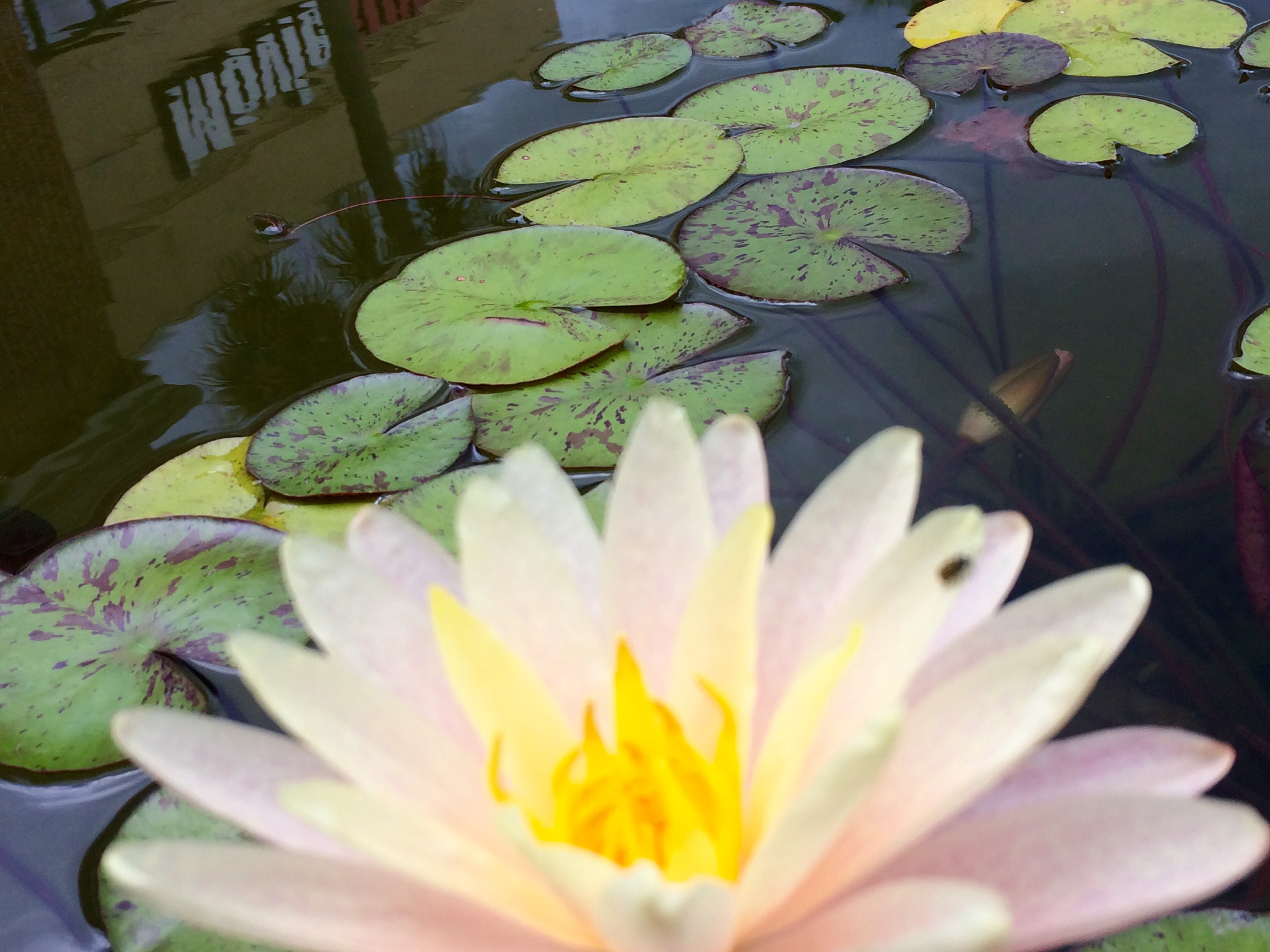 Weekly Photo Challenge: Afloat