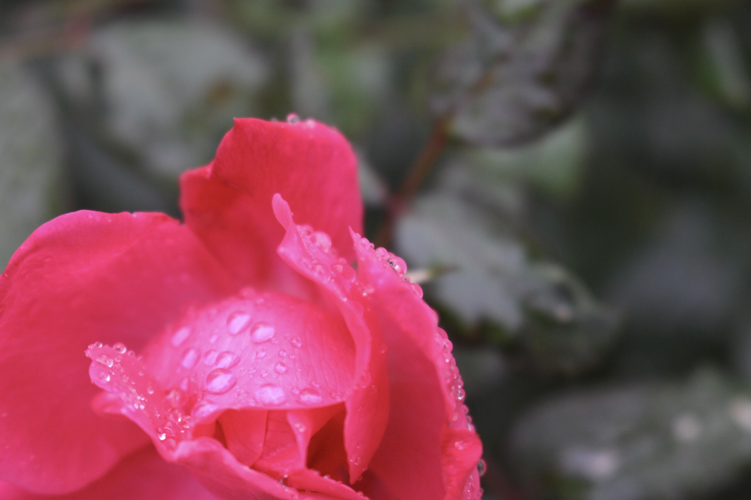 Flowers and Rain