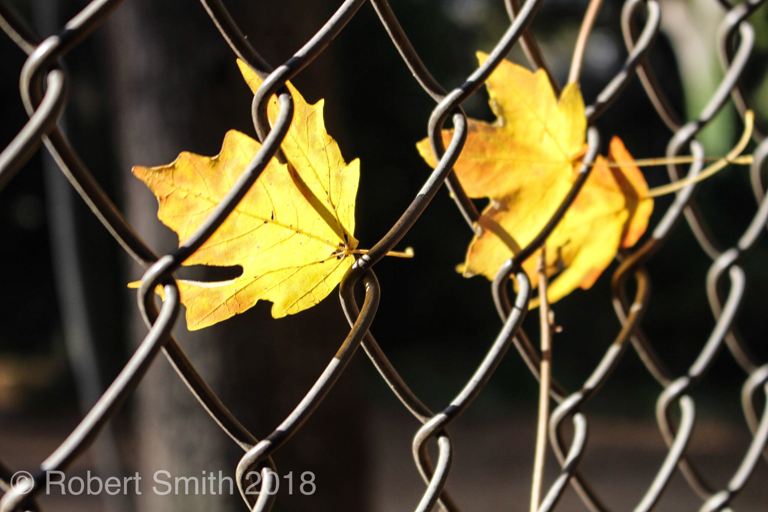 Cee’s Fun Foto Challenge: Fenced In