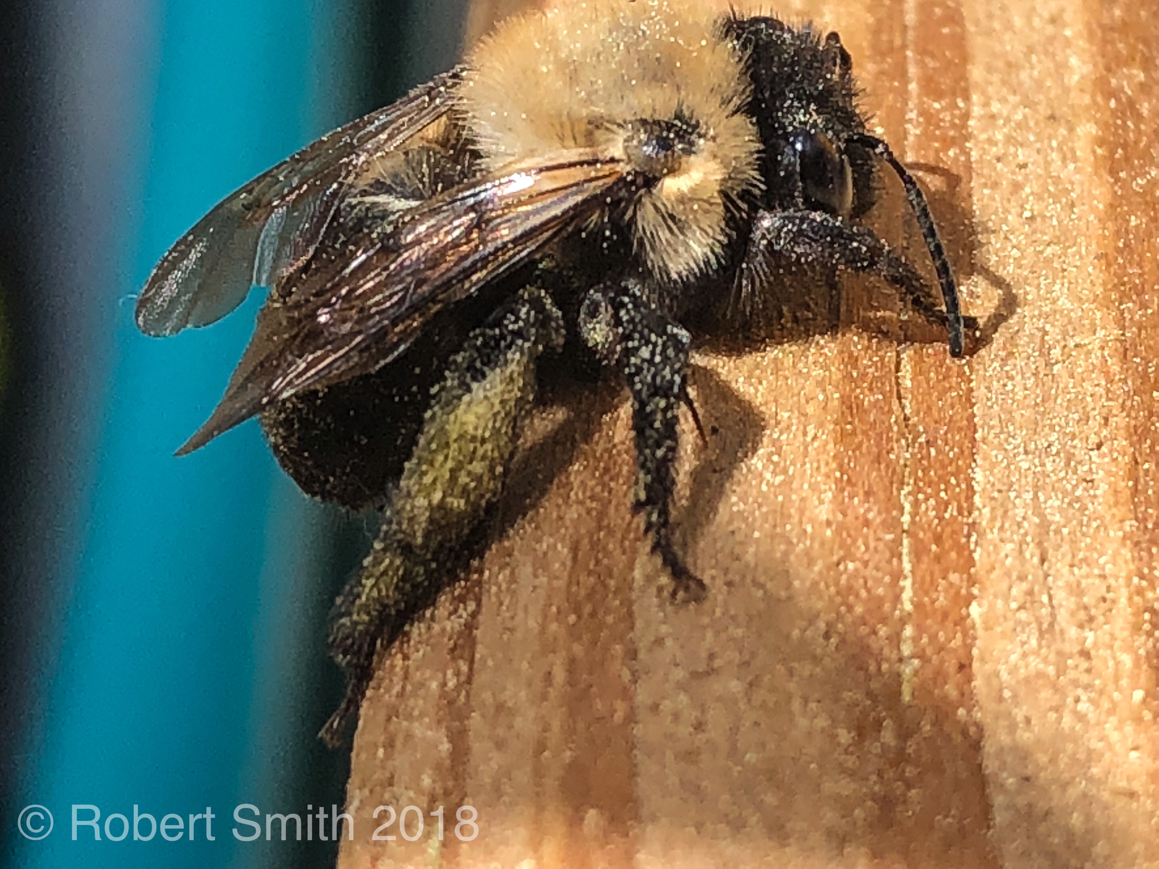 Up Close: Beeing Present