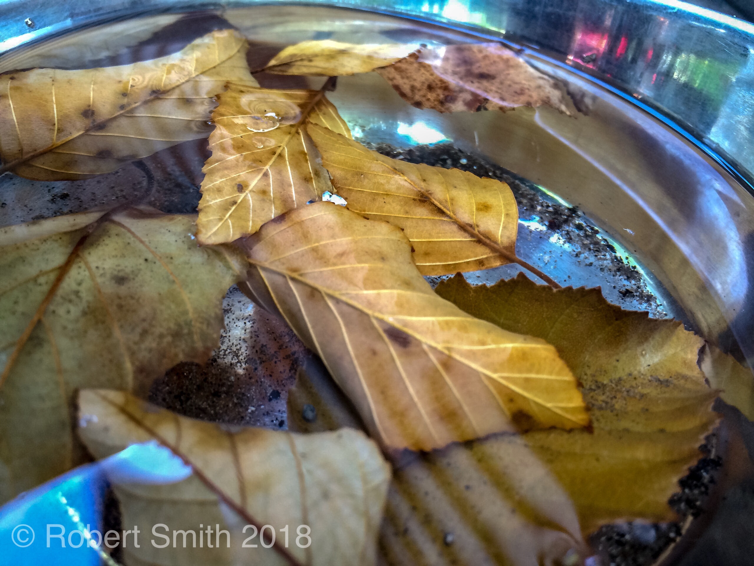 Throwback Thursday: Fall into the Reflection