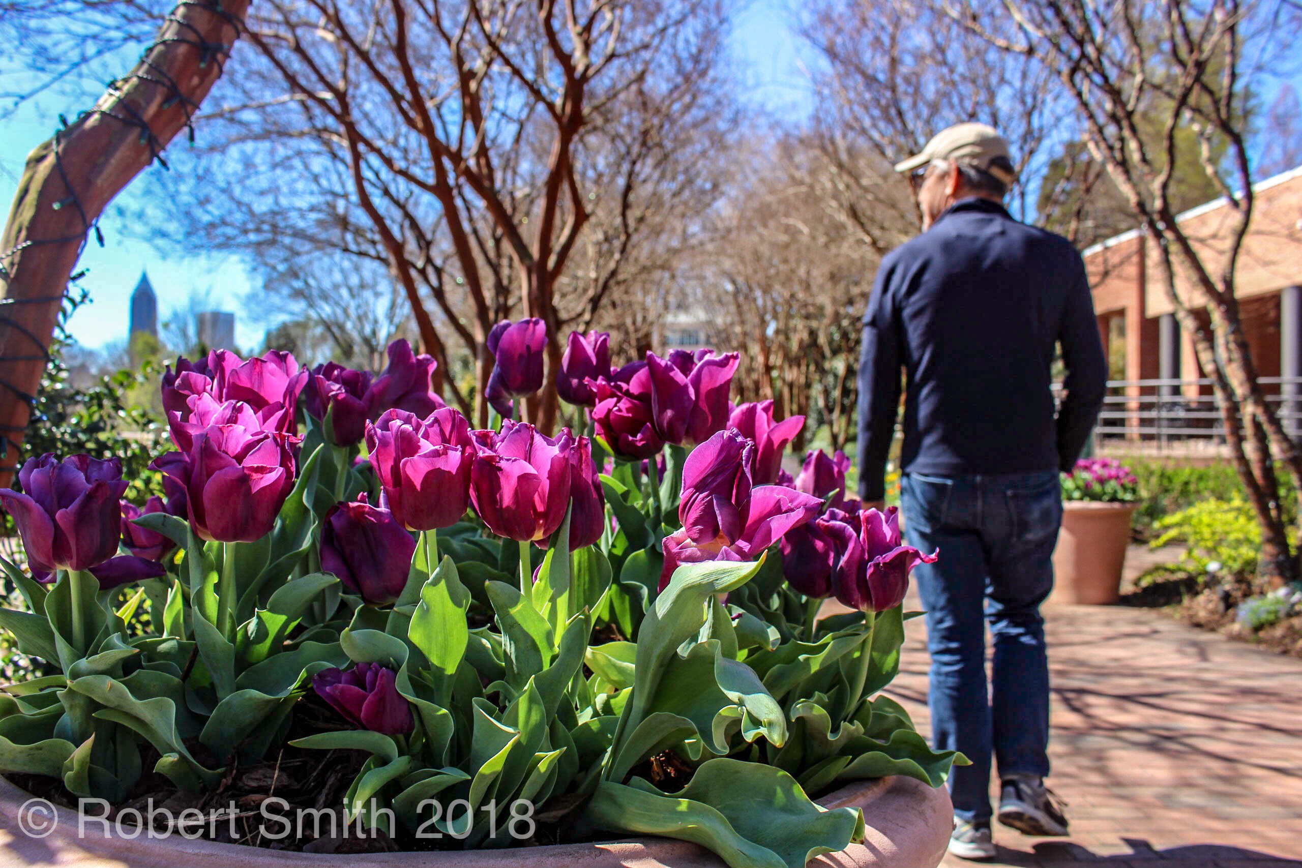 Tuesday Tulips: Tip Toe Through the Tulips