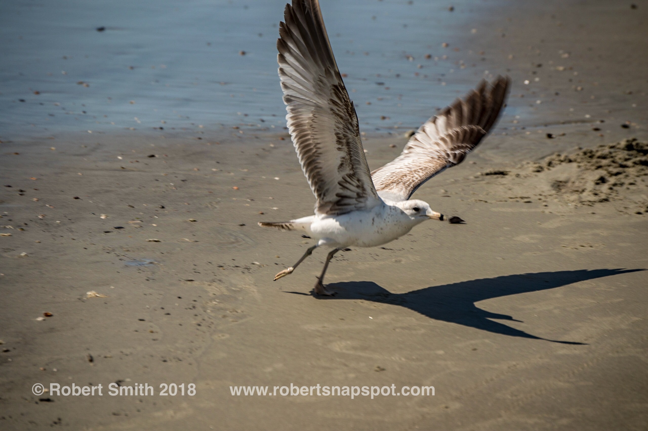 Friday Foto Fun – Birds