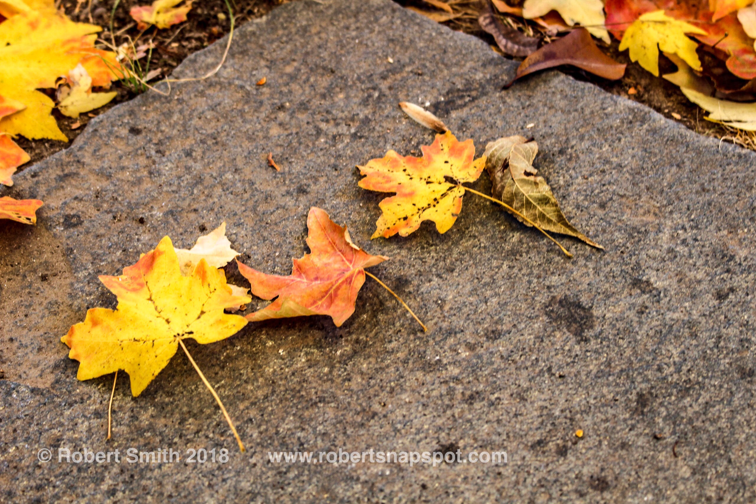 A Photo a Week Challenge: From Above and Below