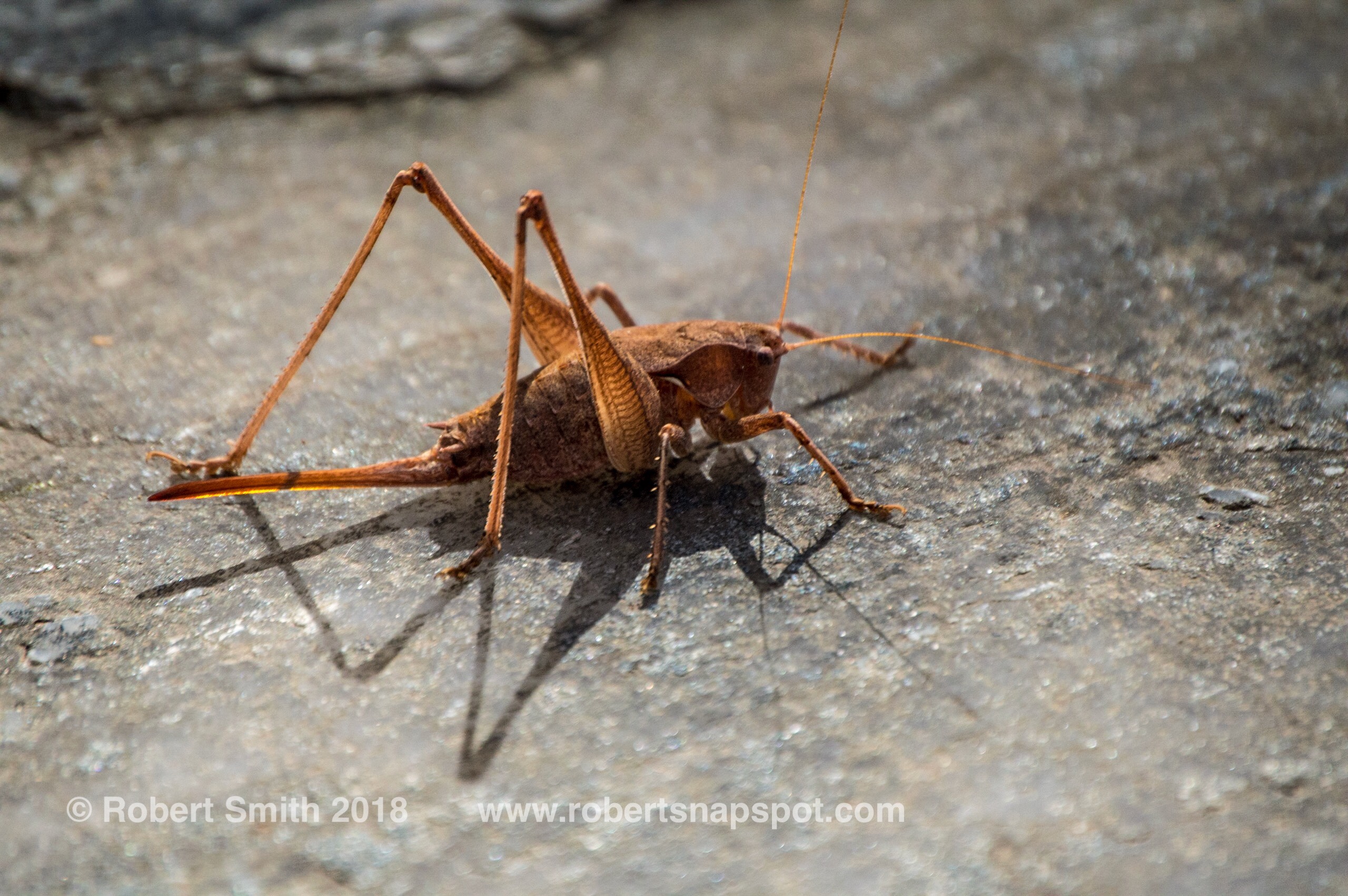 Insect World: Up Close or Macro