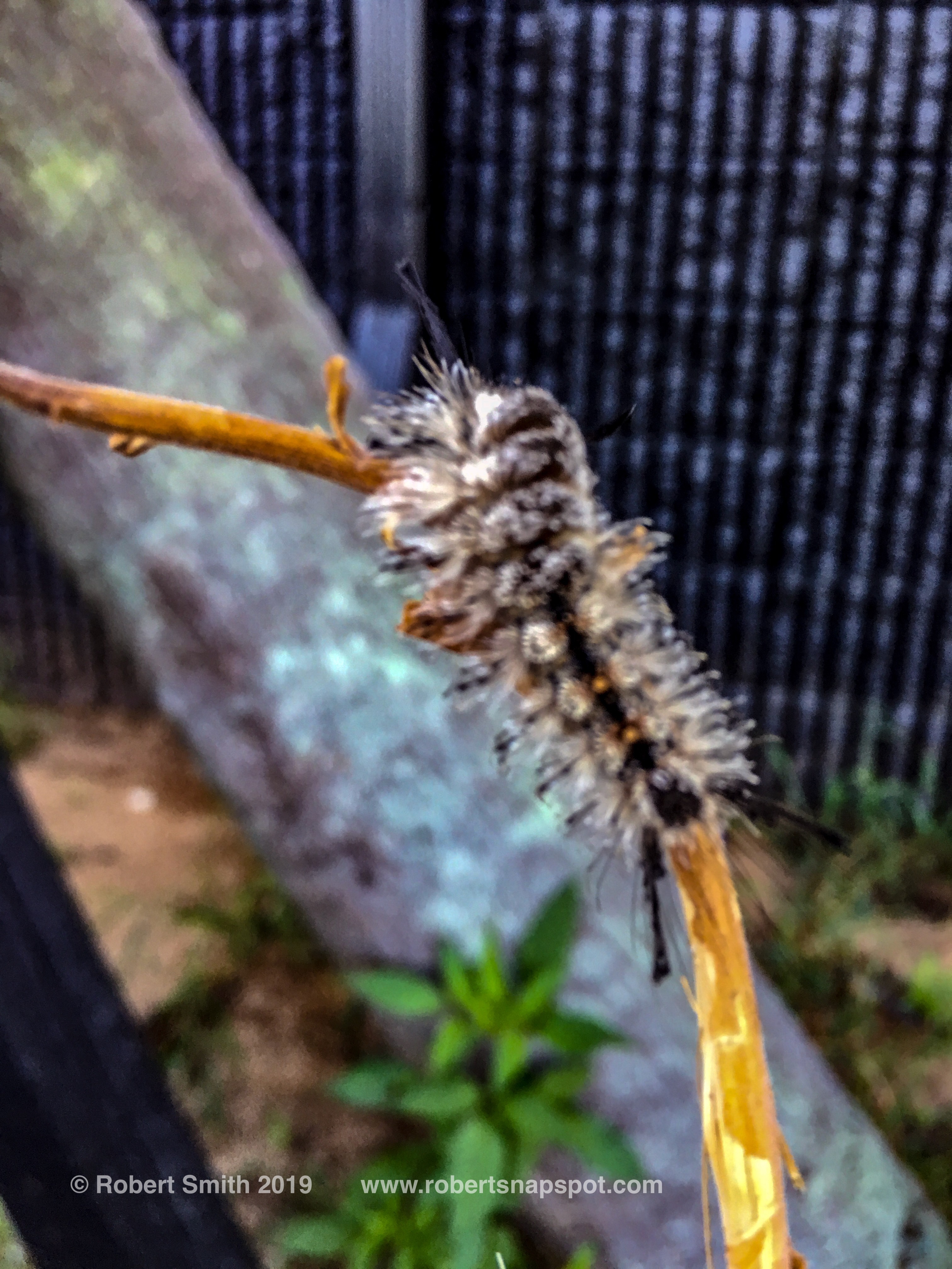Macro Monday: Caterpillar