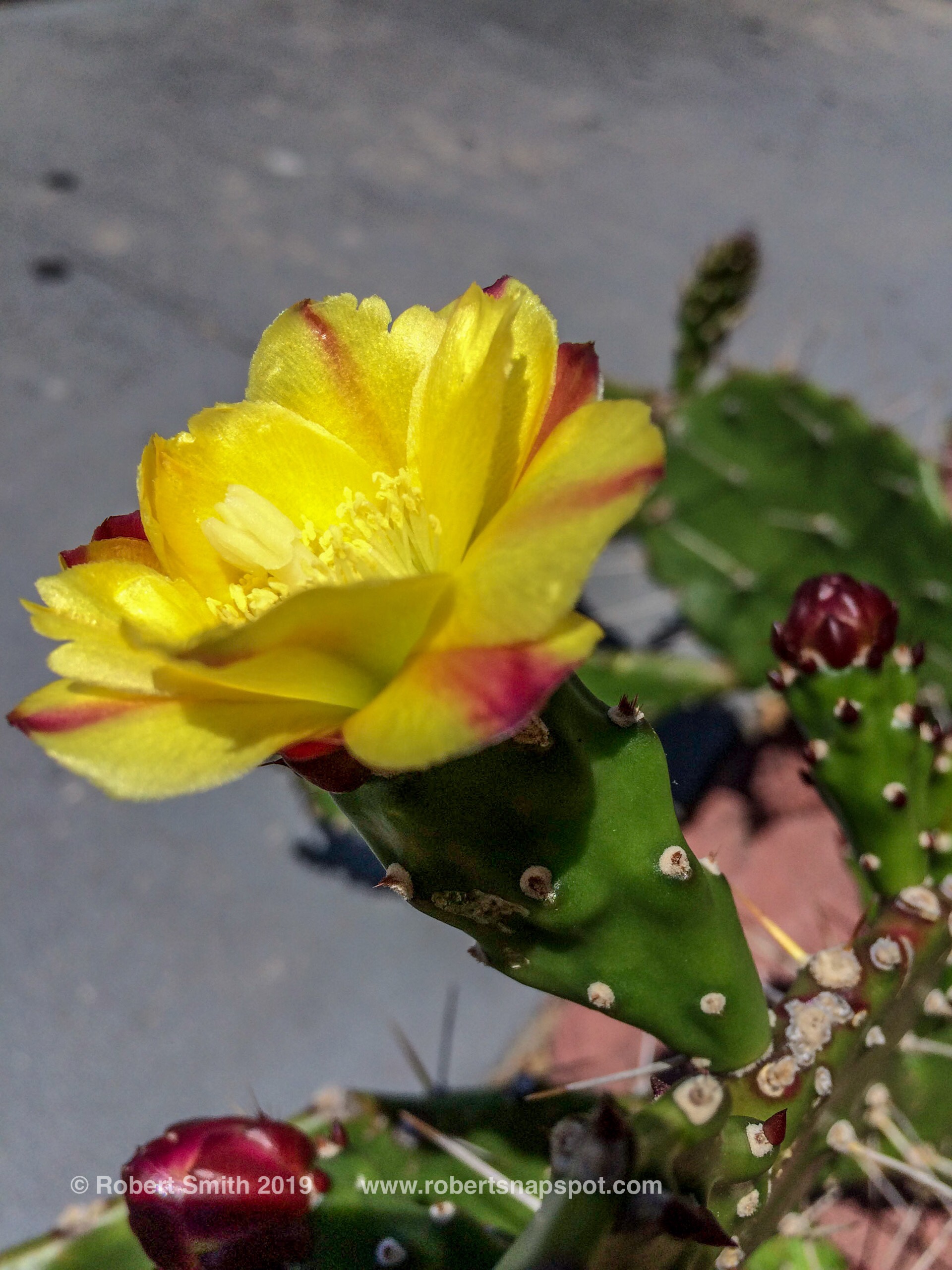 Flowers by Day 24