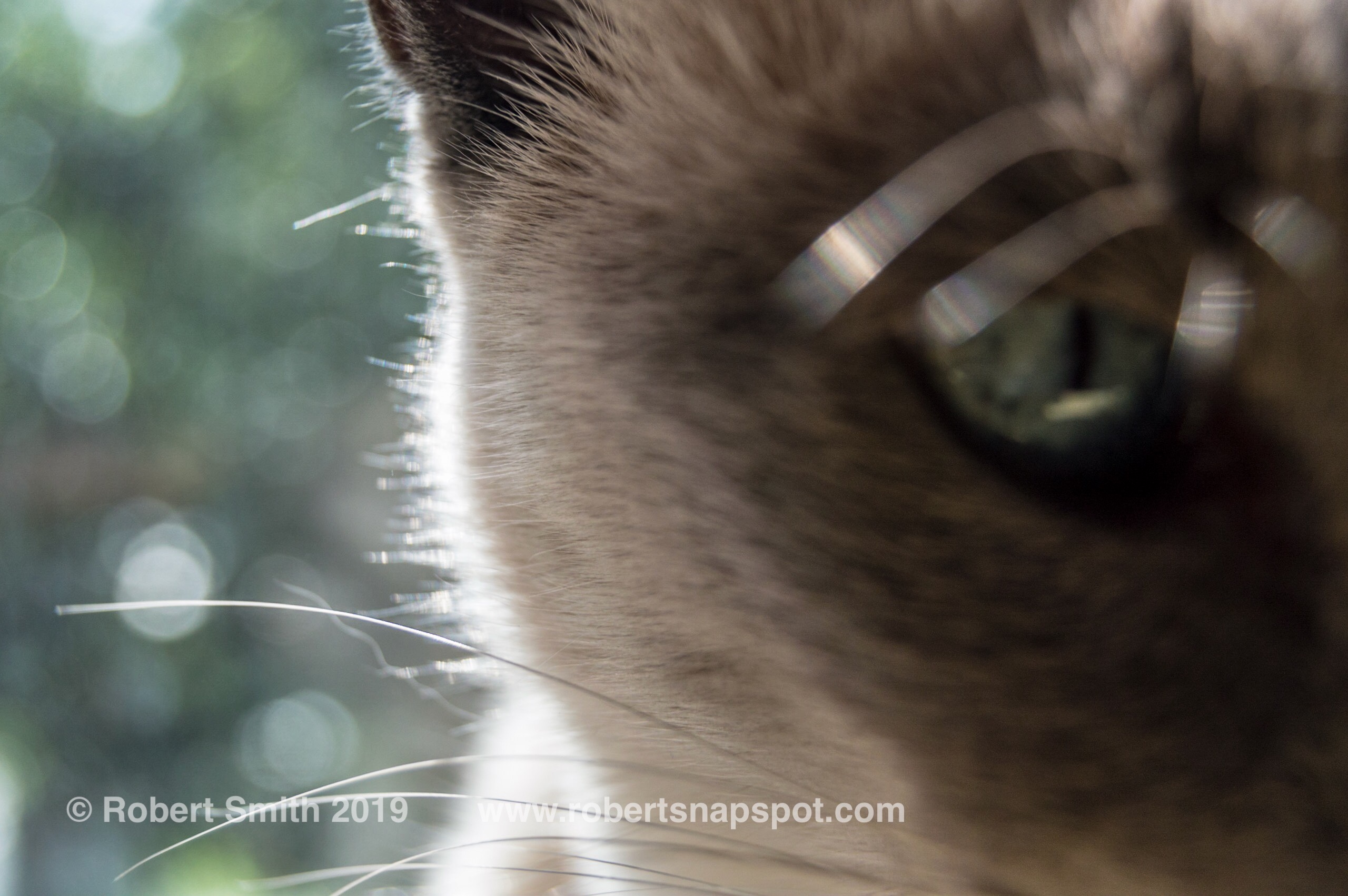 Wits End Weekly Photo Challenge: Eyes