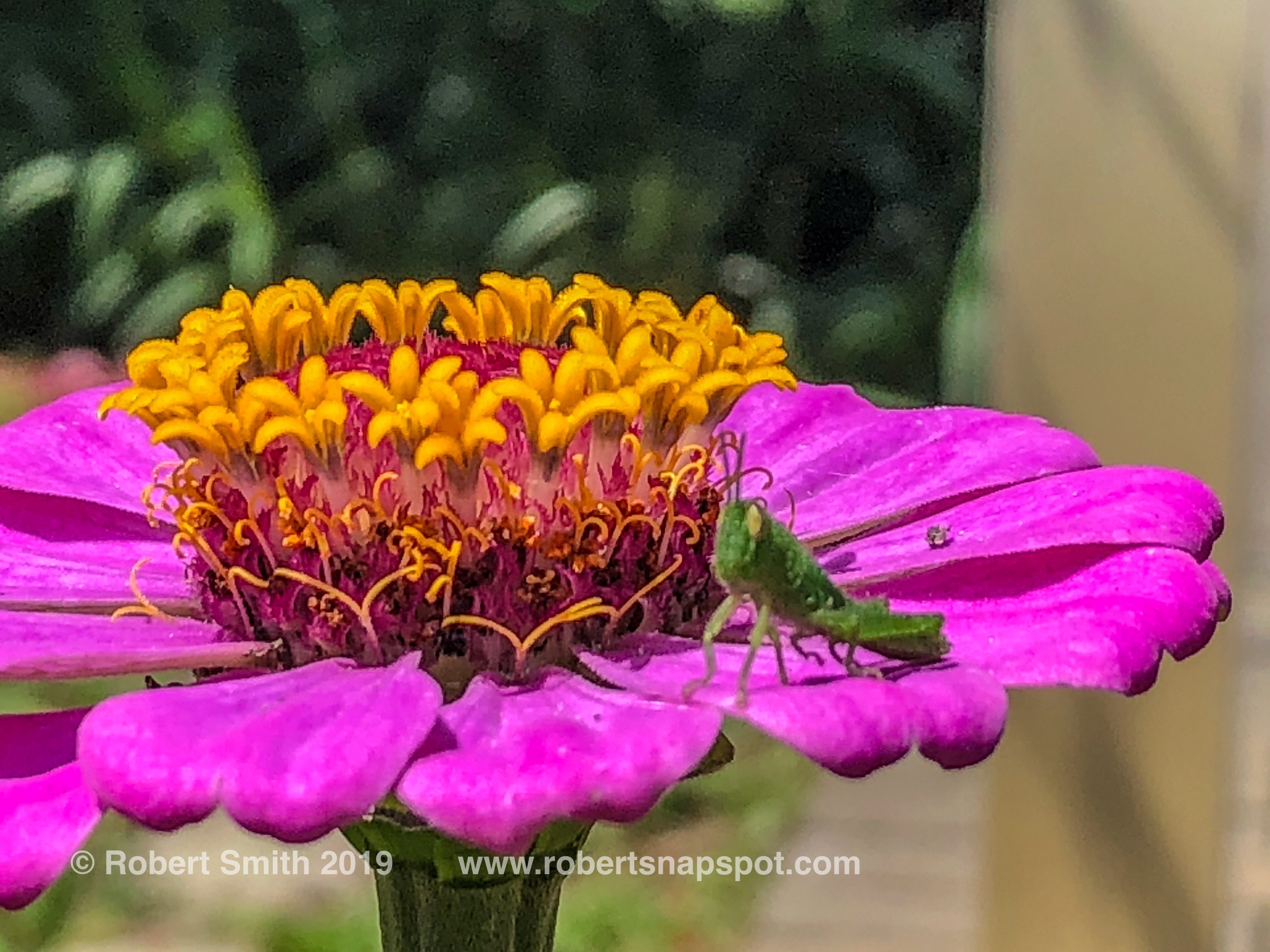 Macro Monday: Hopper