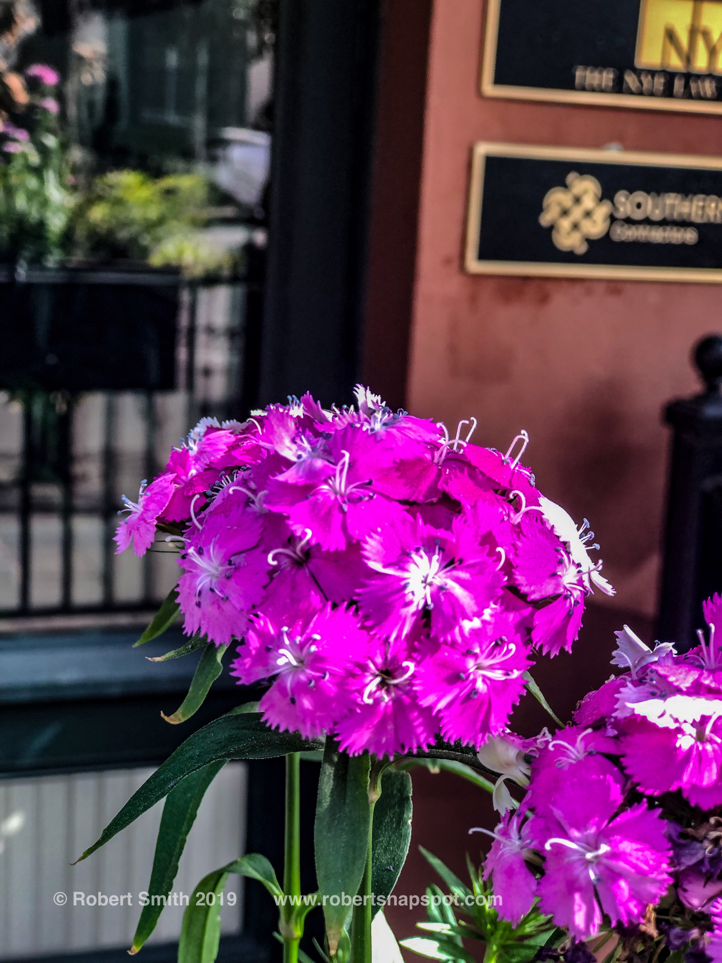 Flowers by Day 28