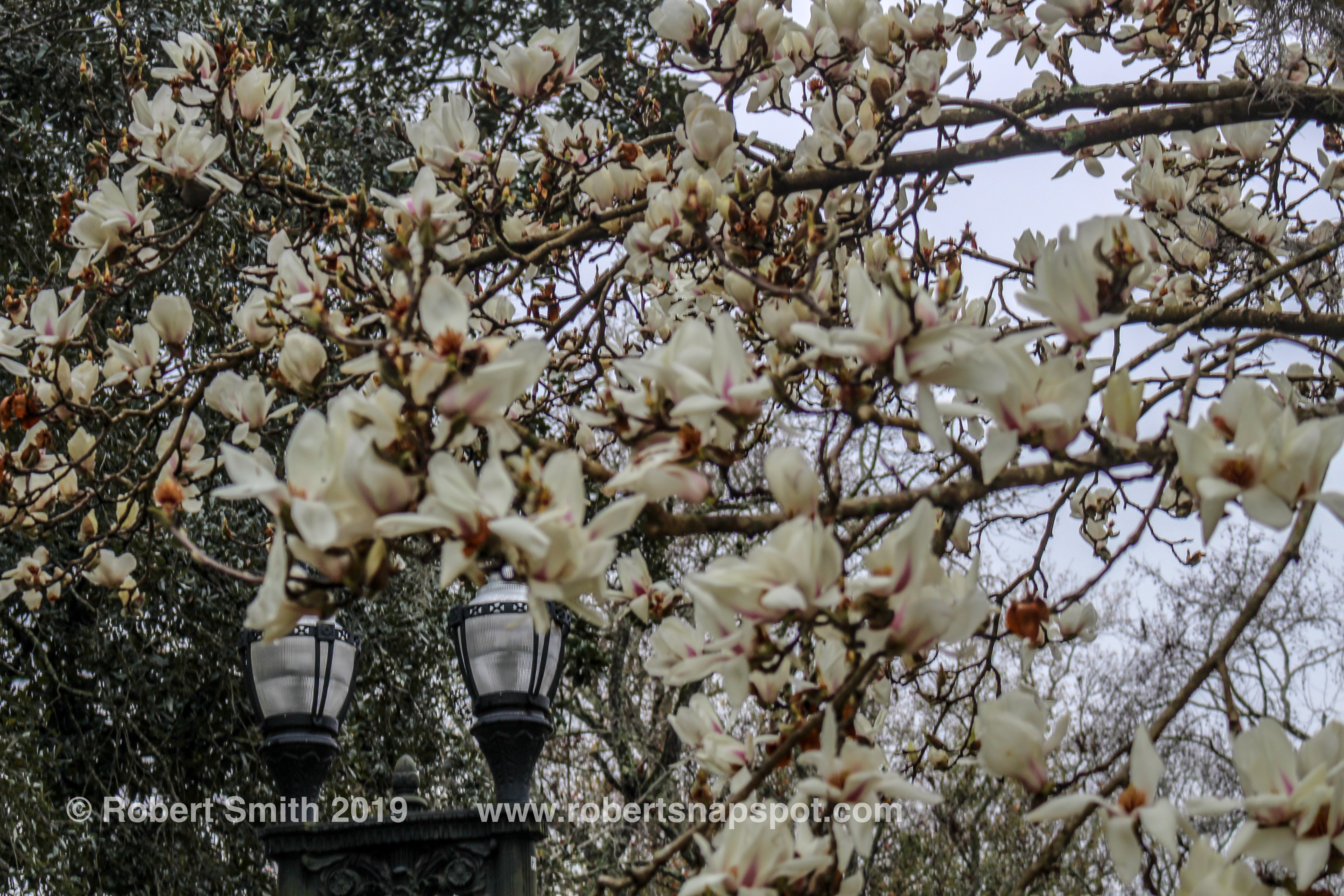 Thursday Trees: White Tulip Tree