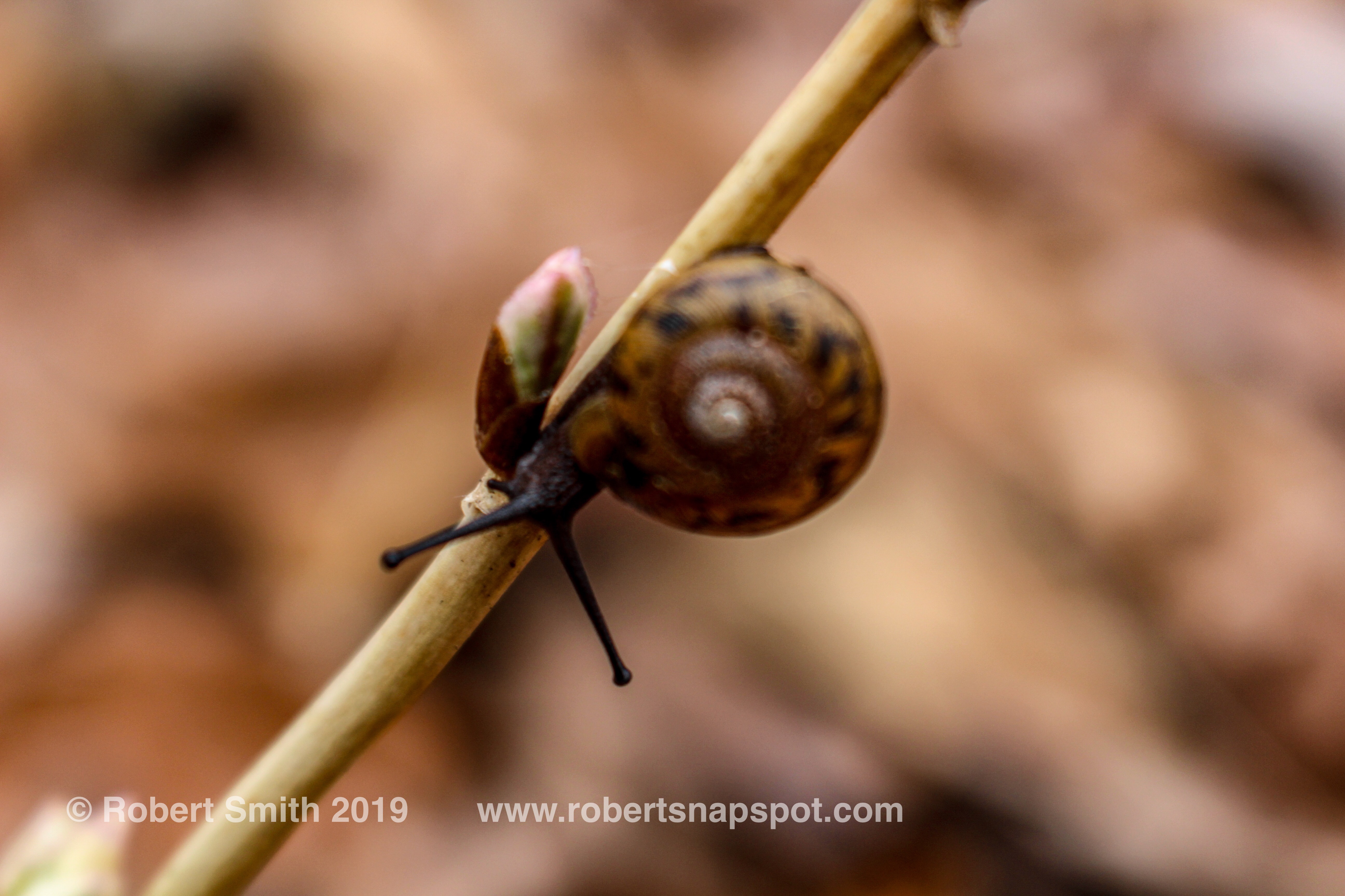 Macro Monday: Snail on Stem