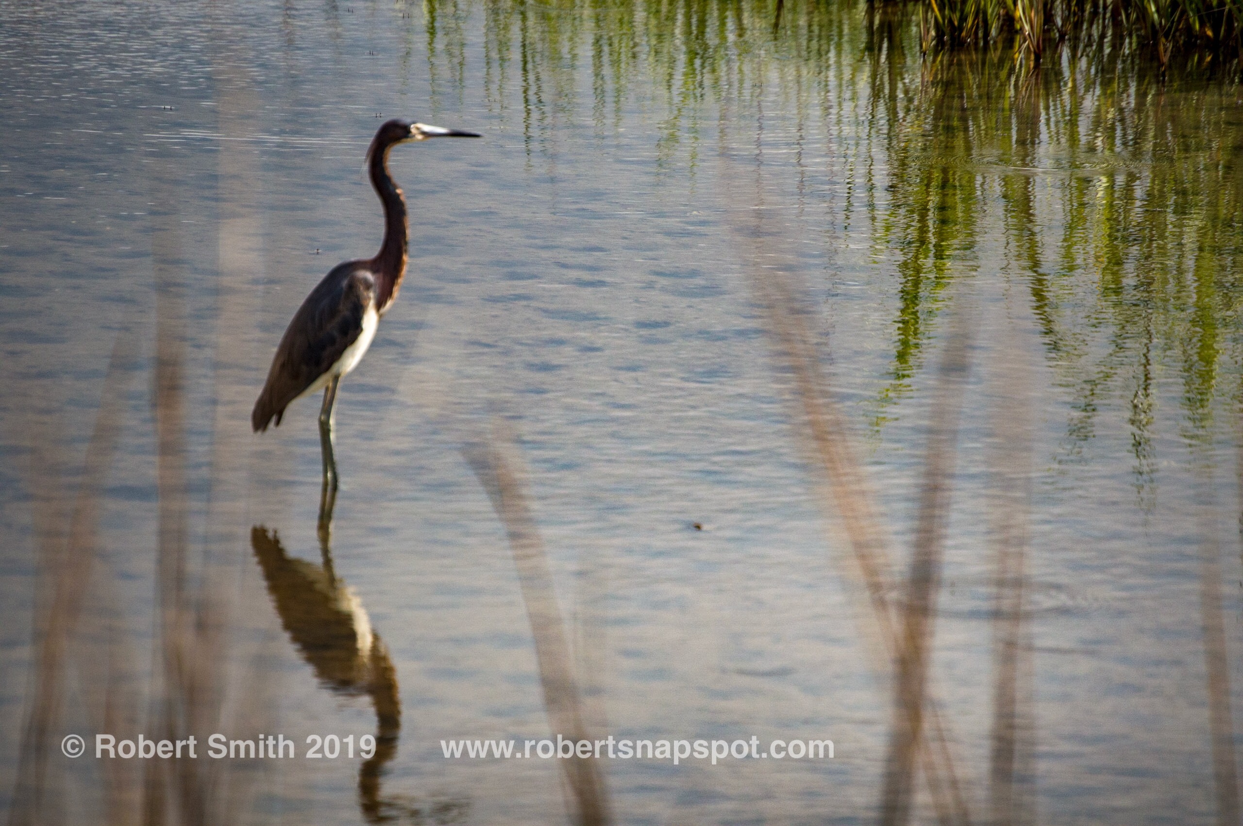 Sunday Stills: How to Enjoy #Wildlife.