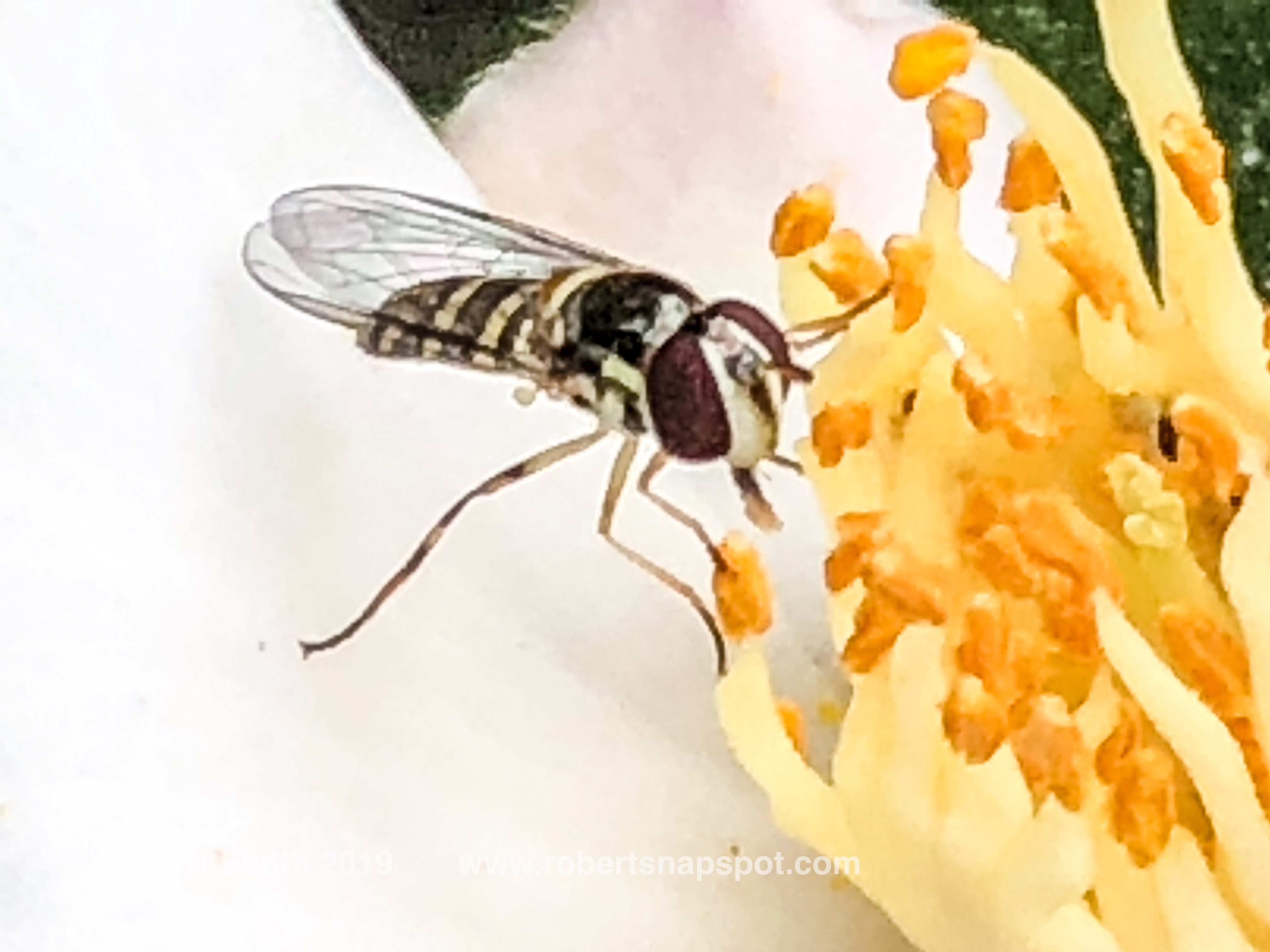 Macro Monday: Floral Fellow