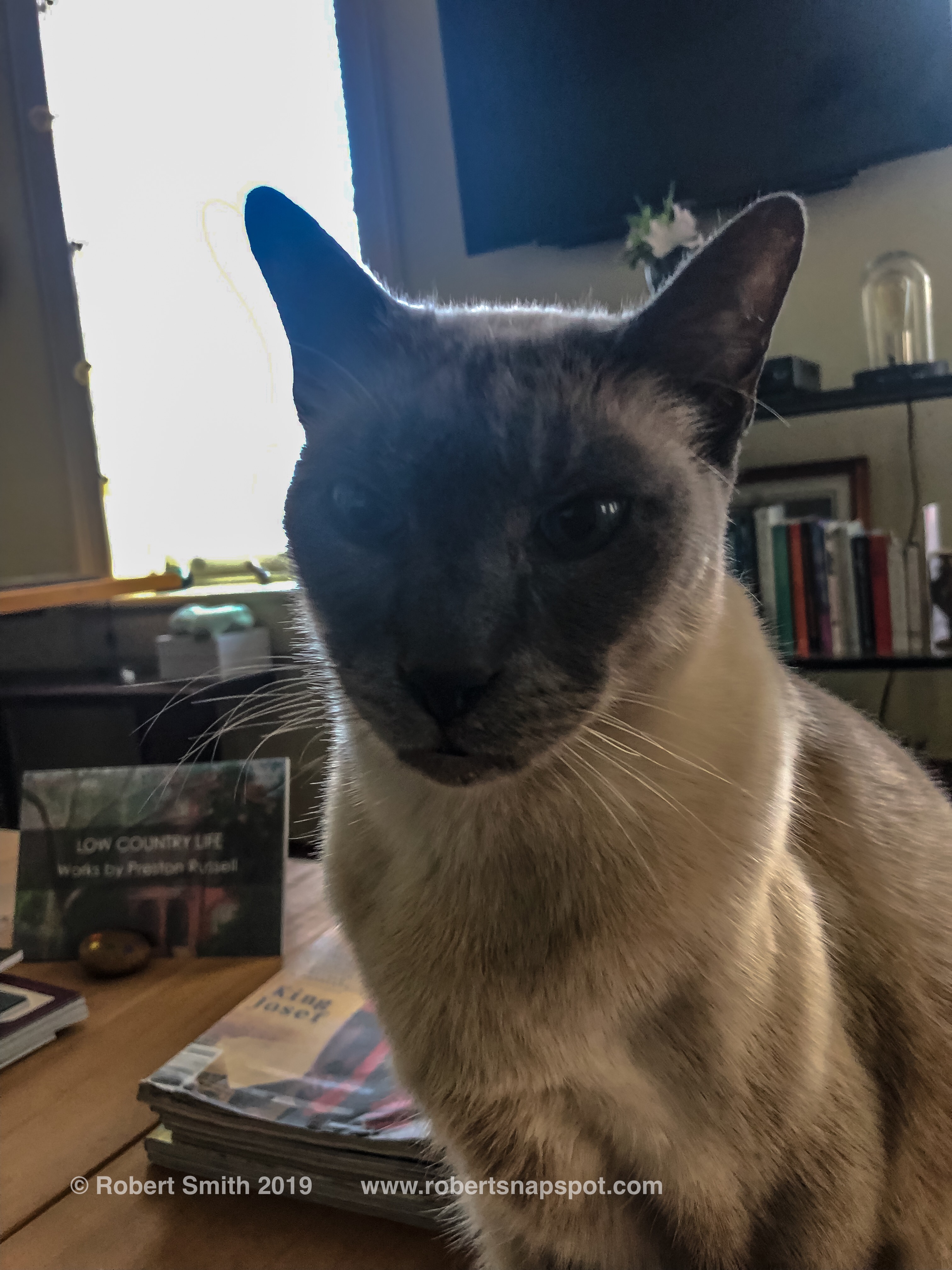 Morning Kitty