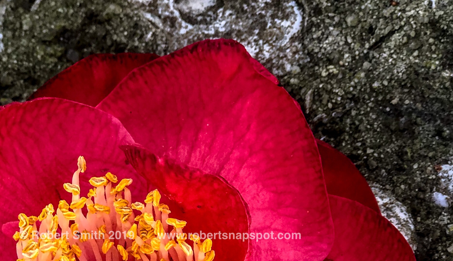 I Remember Friday’s Flowers: Bloom on Tabby