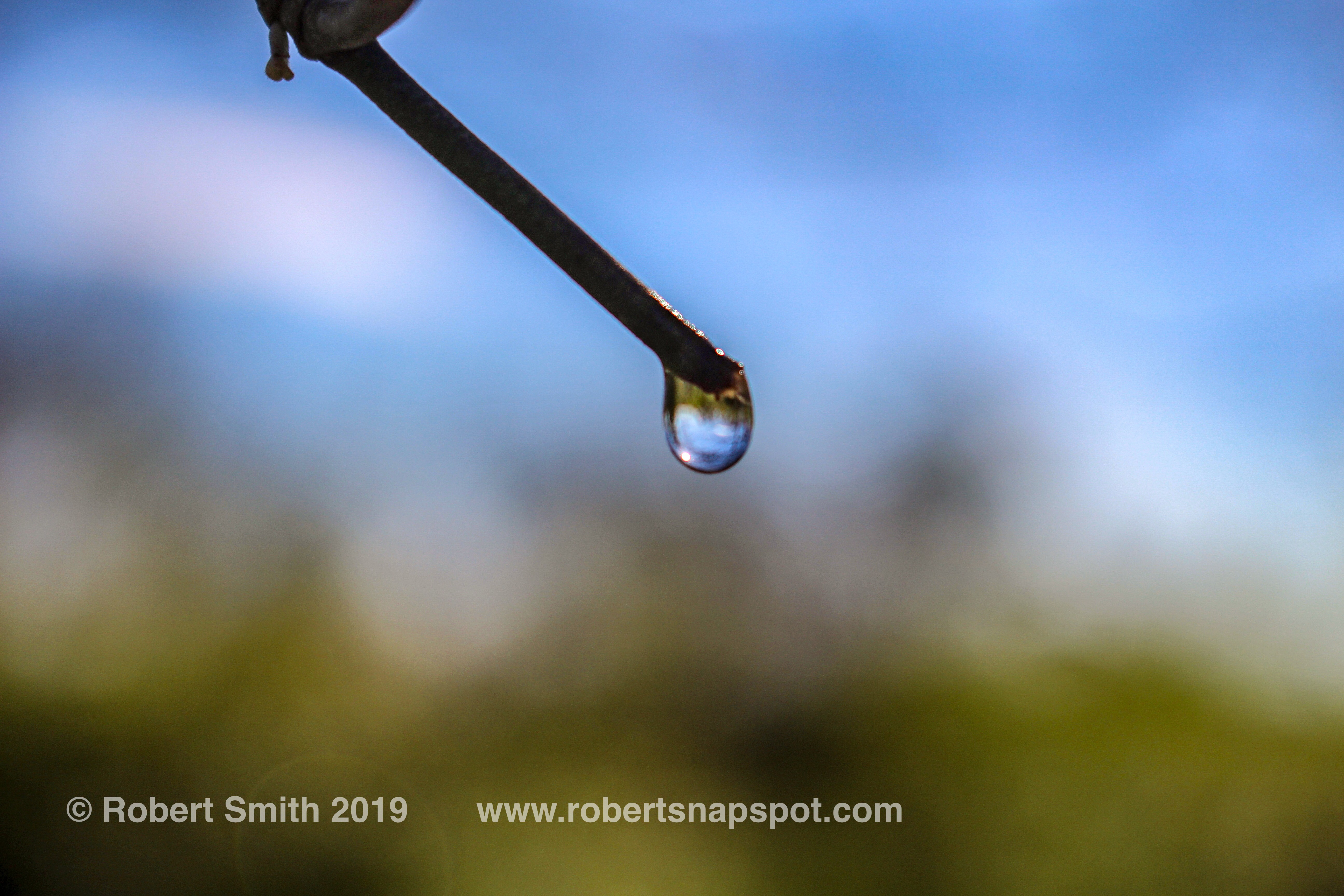 Macro Monday: Branch Out