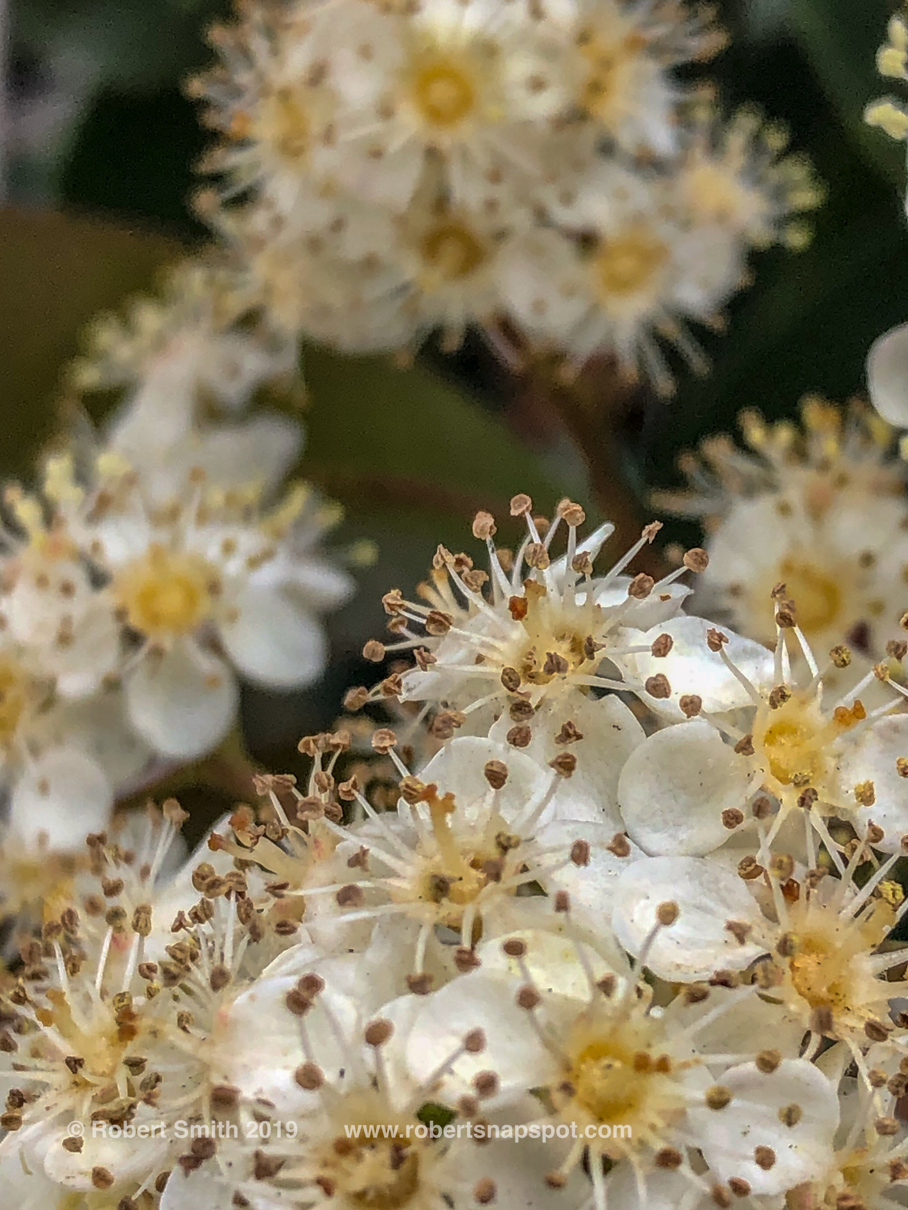 Flowers by Day 33