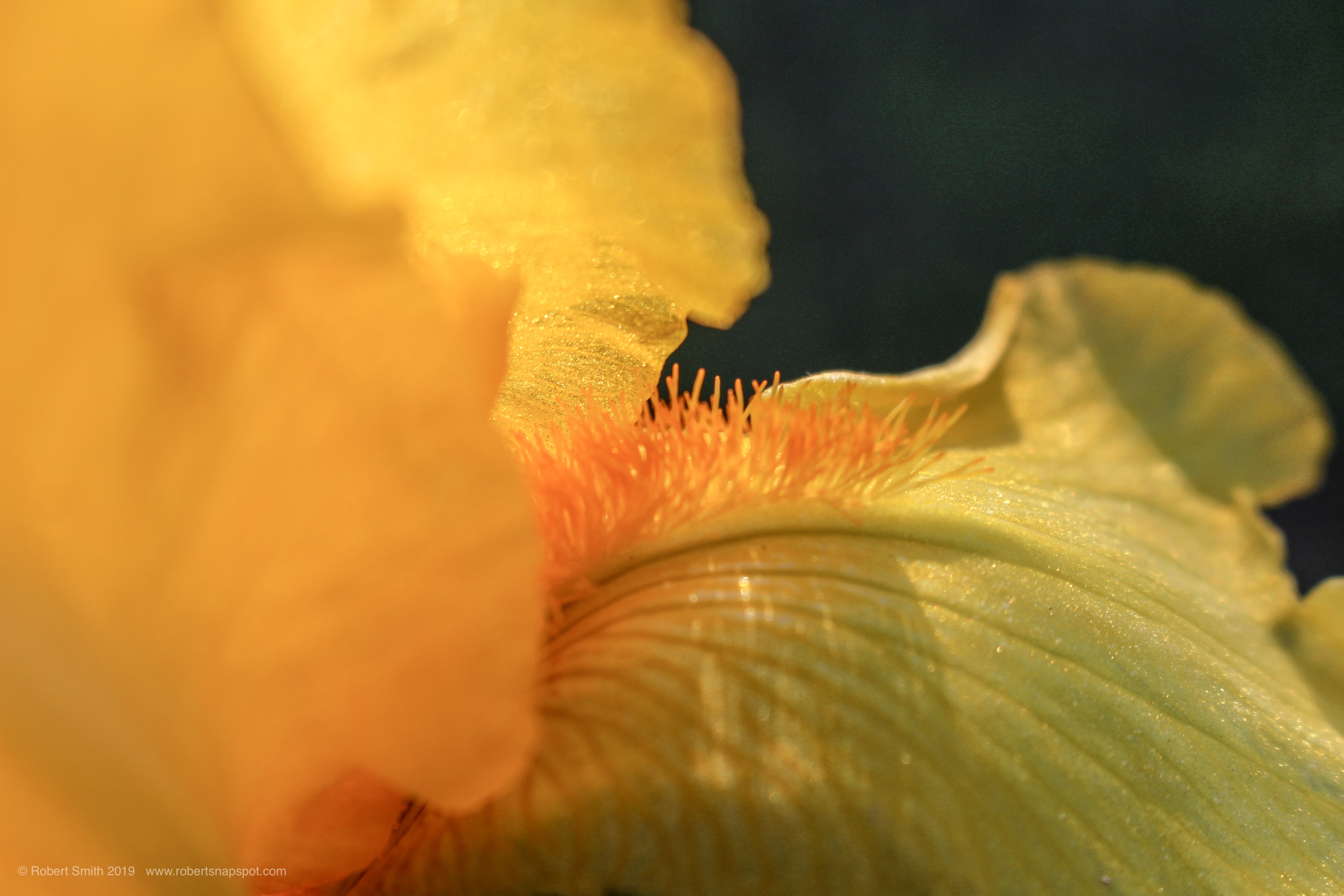 The Irises Before Me