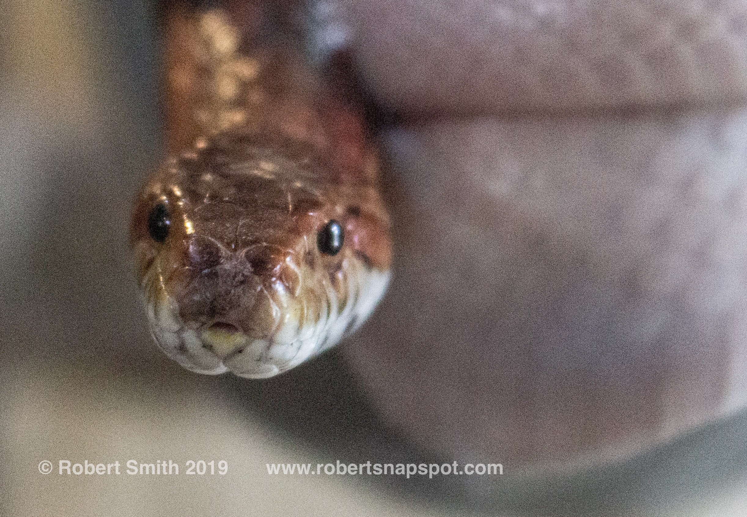 Throwback Thursday: Snake Eyes Baby