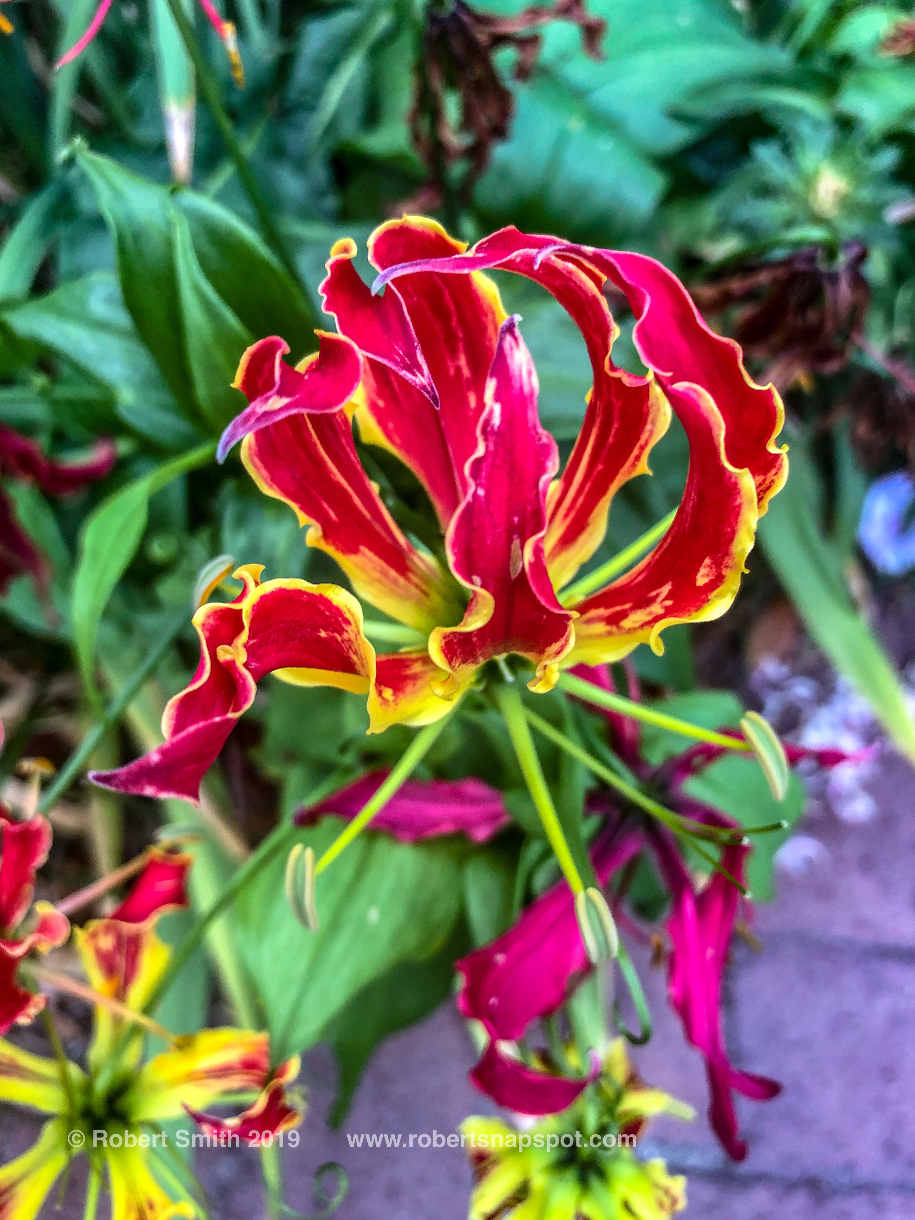 Flowers Found on a Saturday’s Walk