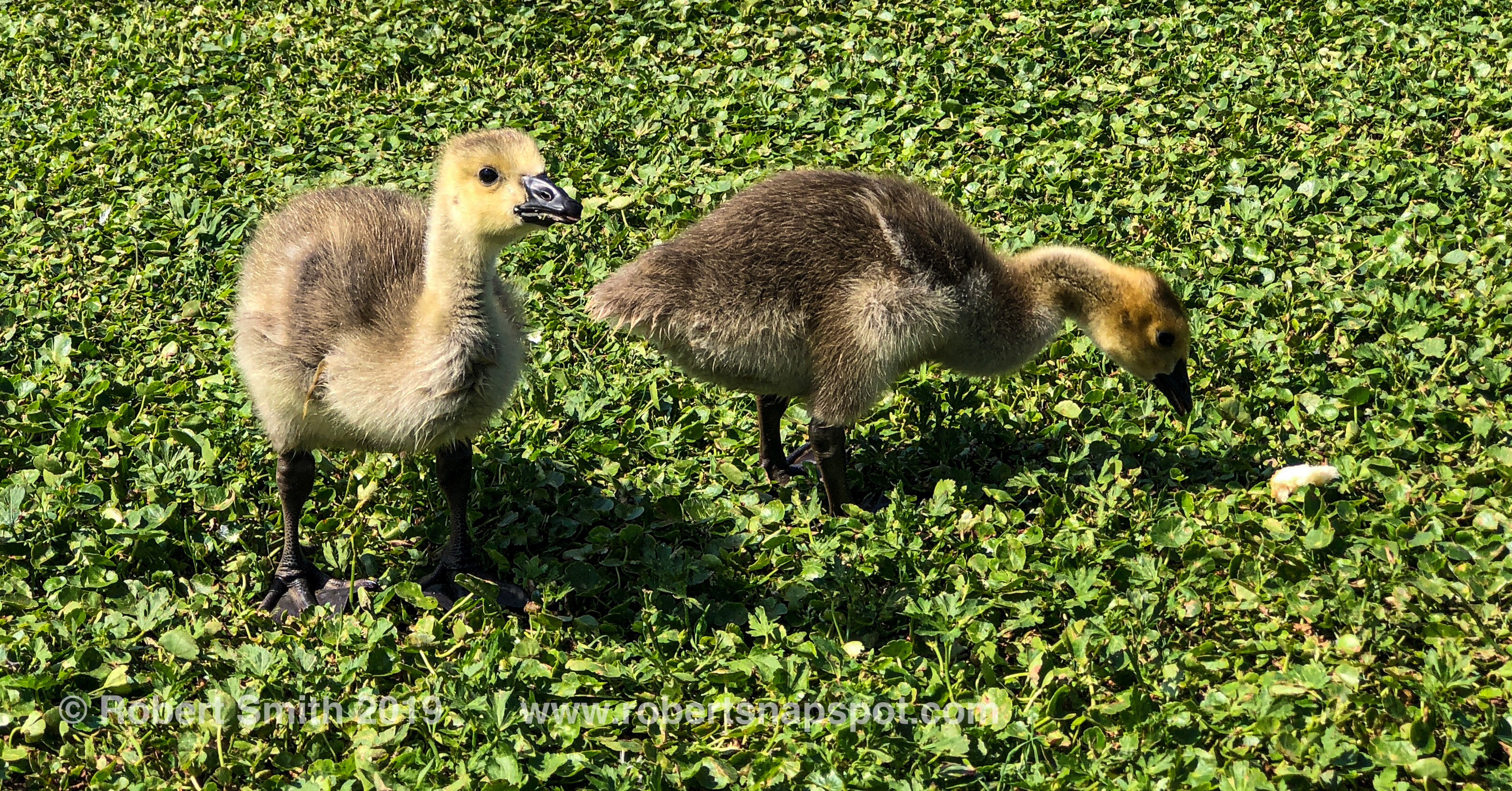 Feathered Fun