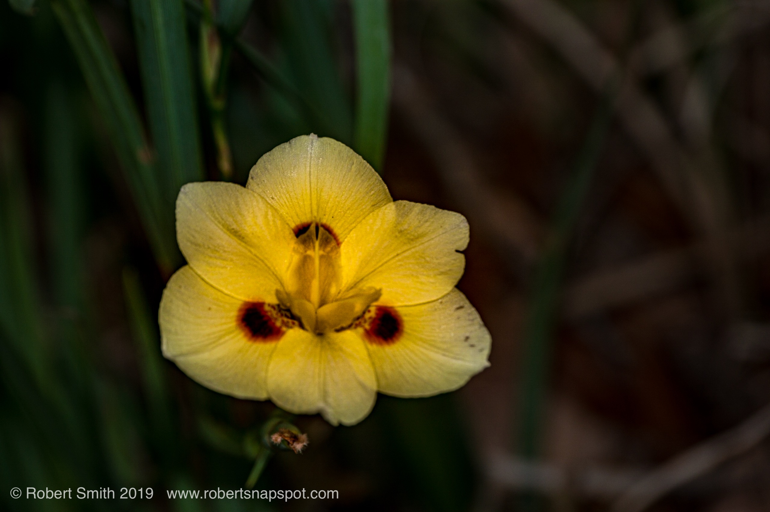 Flower Yourself Today