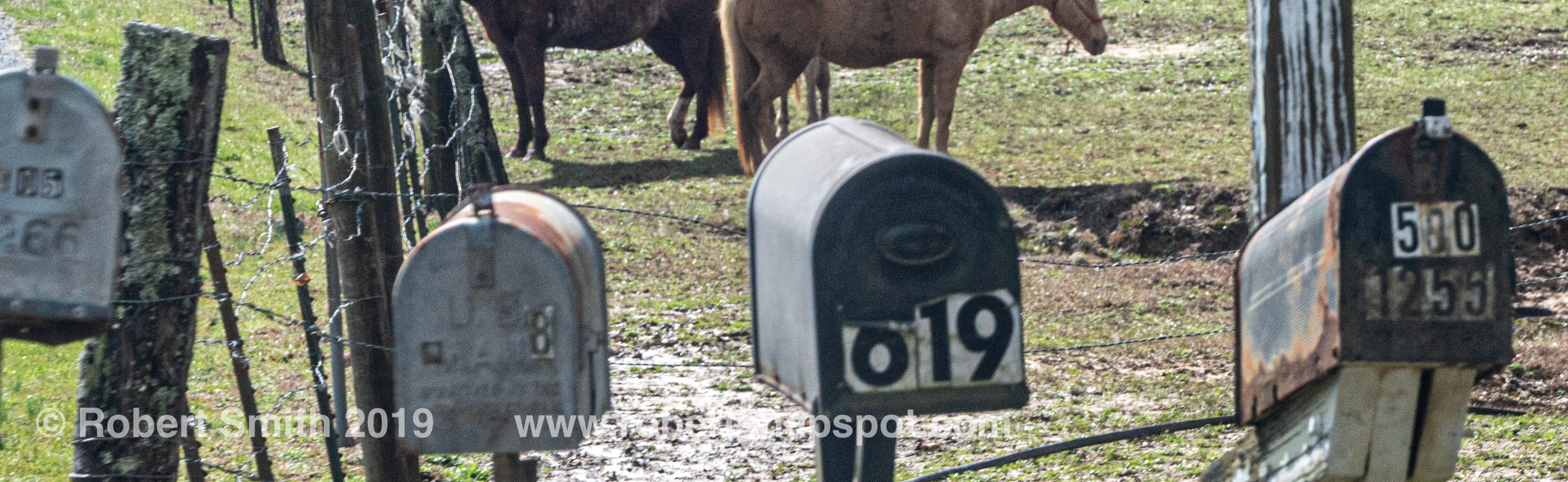 Wordless Wednesday: Roadside