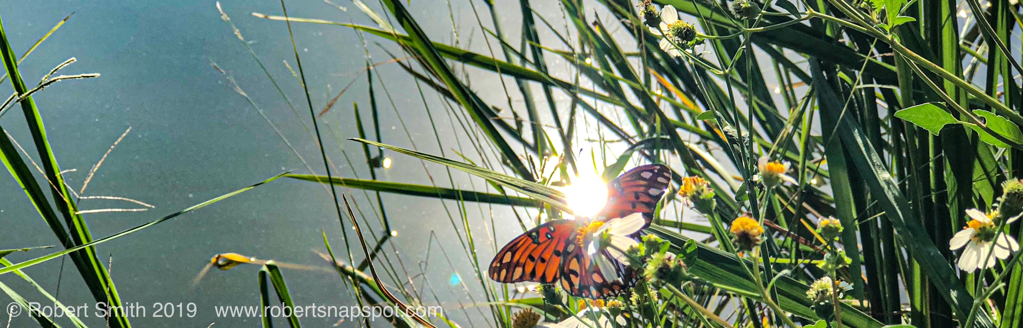 Wordless Wednesday: Of Daisies and Butterflies