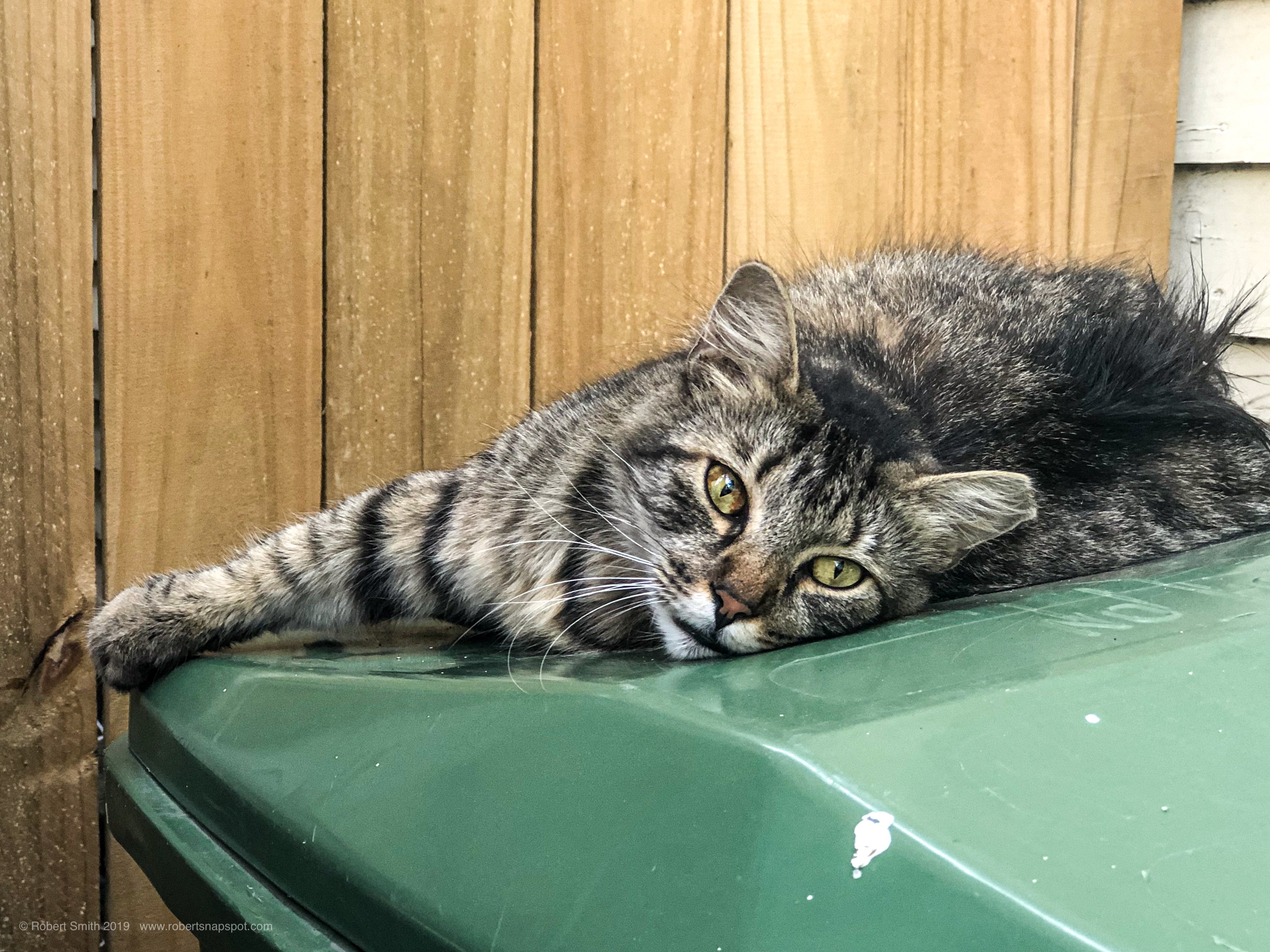 Hello Kitty: The Cat and The Can