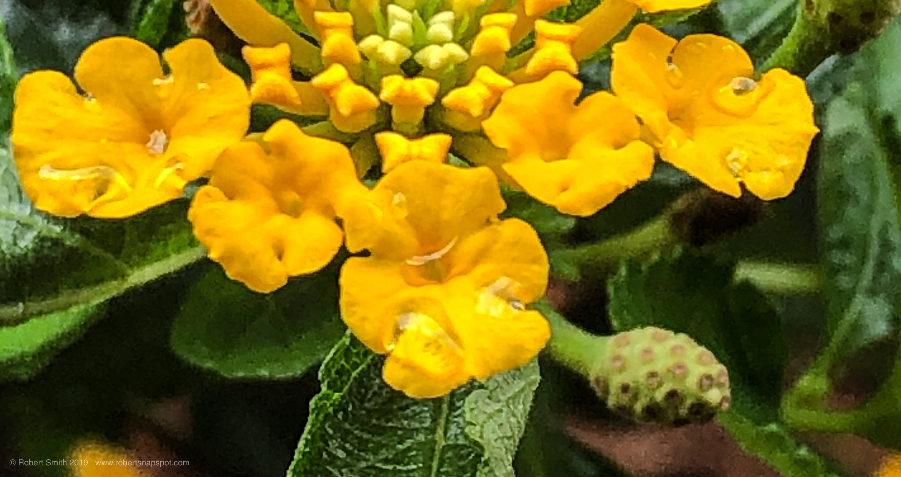 Macro Monday Beauty in Canton
