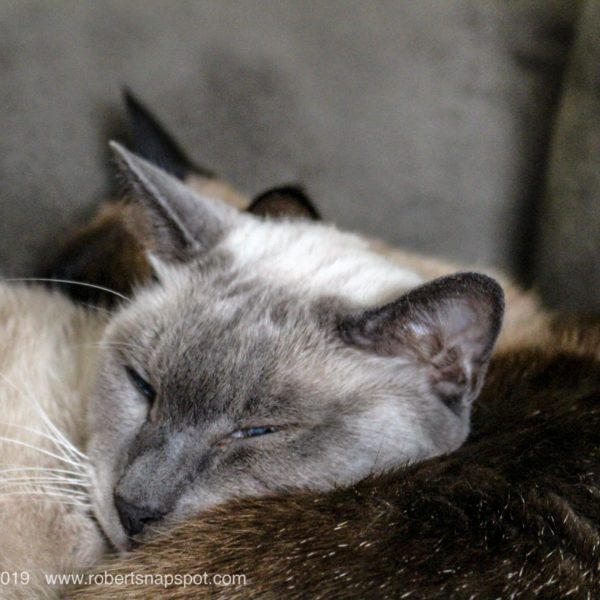 One Word Sunday| Relax on Couch