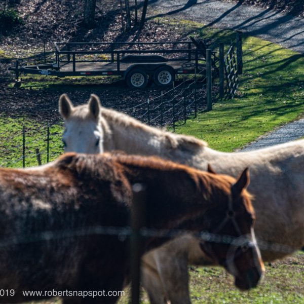 Silent Sunday Spirit Horse