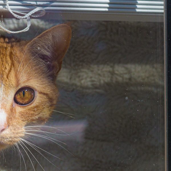 Hello Kitty: Windowed Kitty