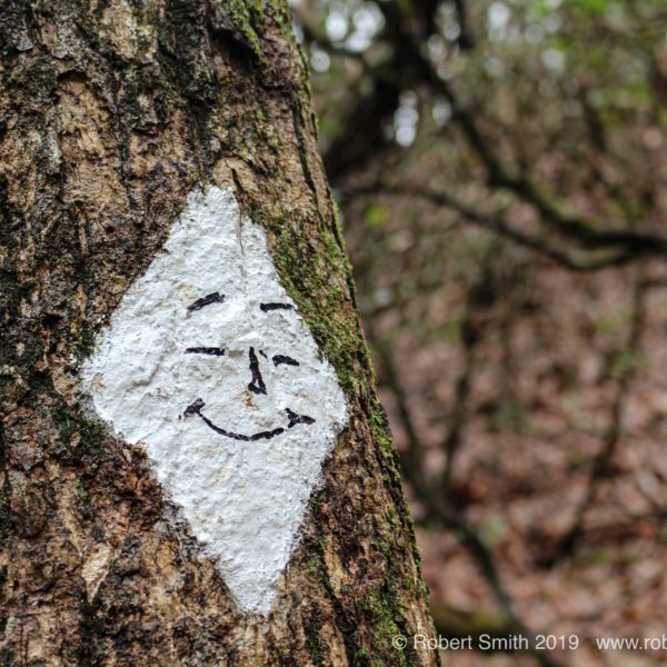 Hiking Trails at Fall Branch Falls and Taking Photos