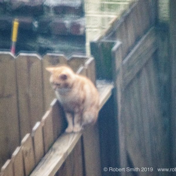 Window Observations – Cat on Fence