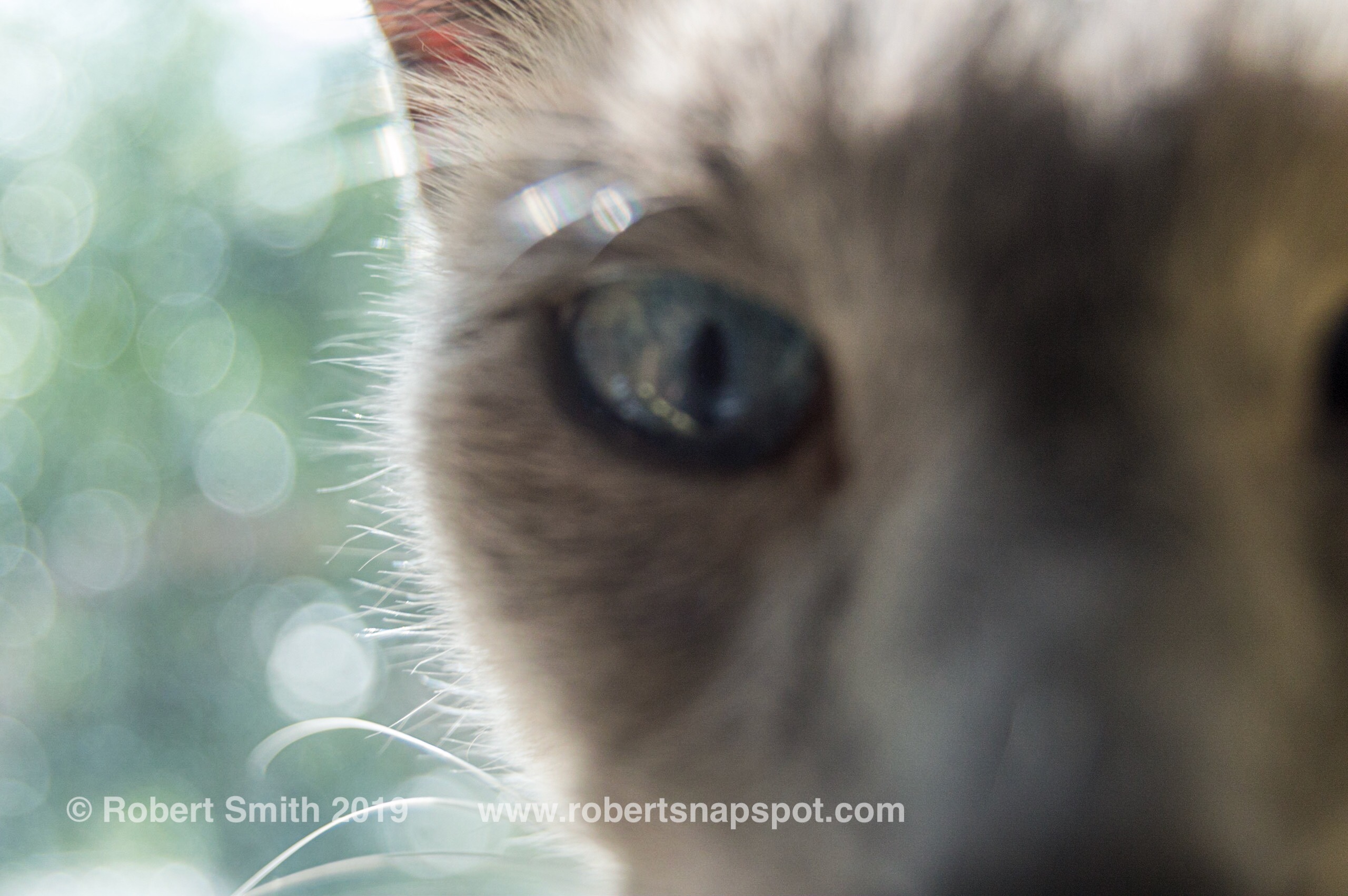 Meow