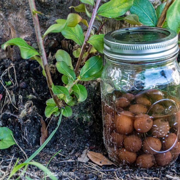 Mystery Jar Spotted