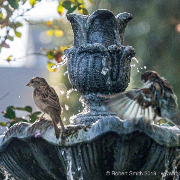 Fountain Flocking Feather Soaking