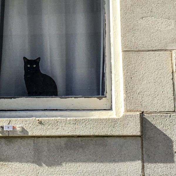 Monday Windows