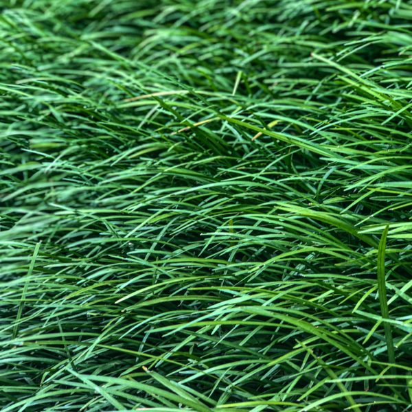 We are Like a Blade of Grass