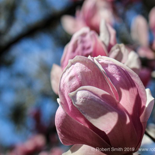 Tulip Tree Blossoms