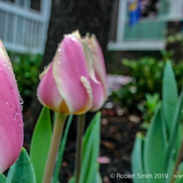 Tulips On Display