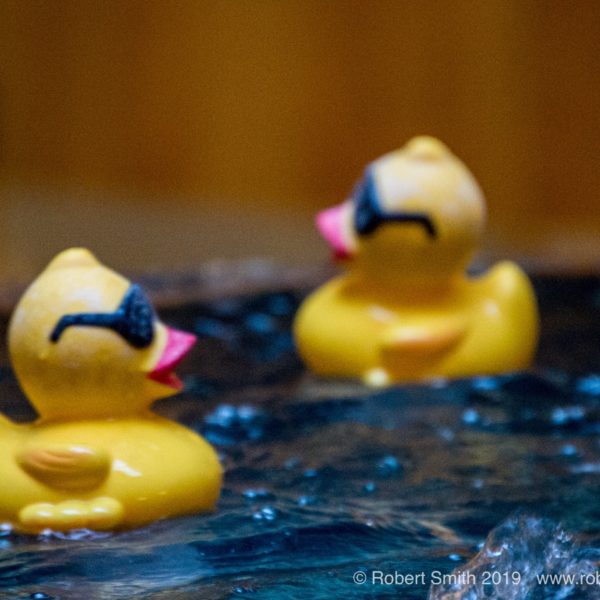 Sunday Stills: Yellow, You Lucky Ducky