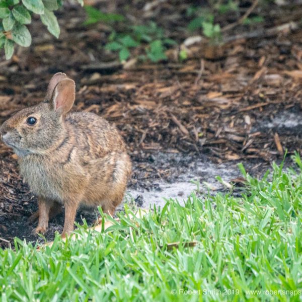 Fun Foto Challenge: Animals