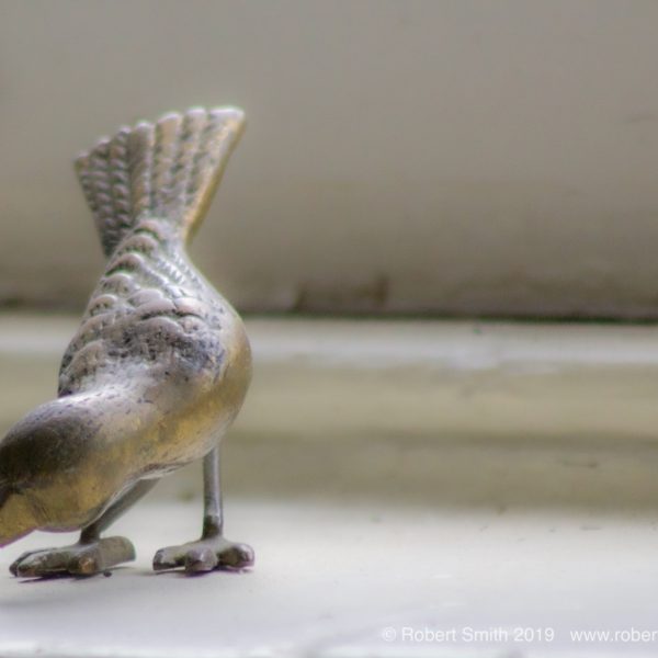 Bird in Window