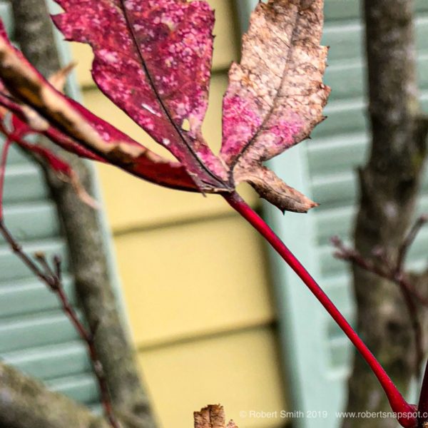 First to Fall: First Day of Autumn