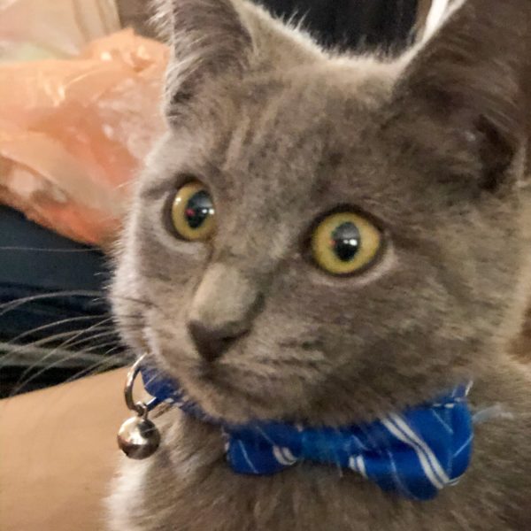 Hello Kitty: Sir Luna, Bow ties and Bells