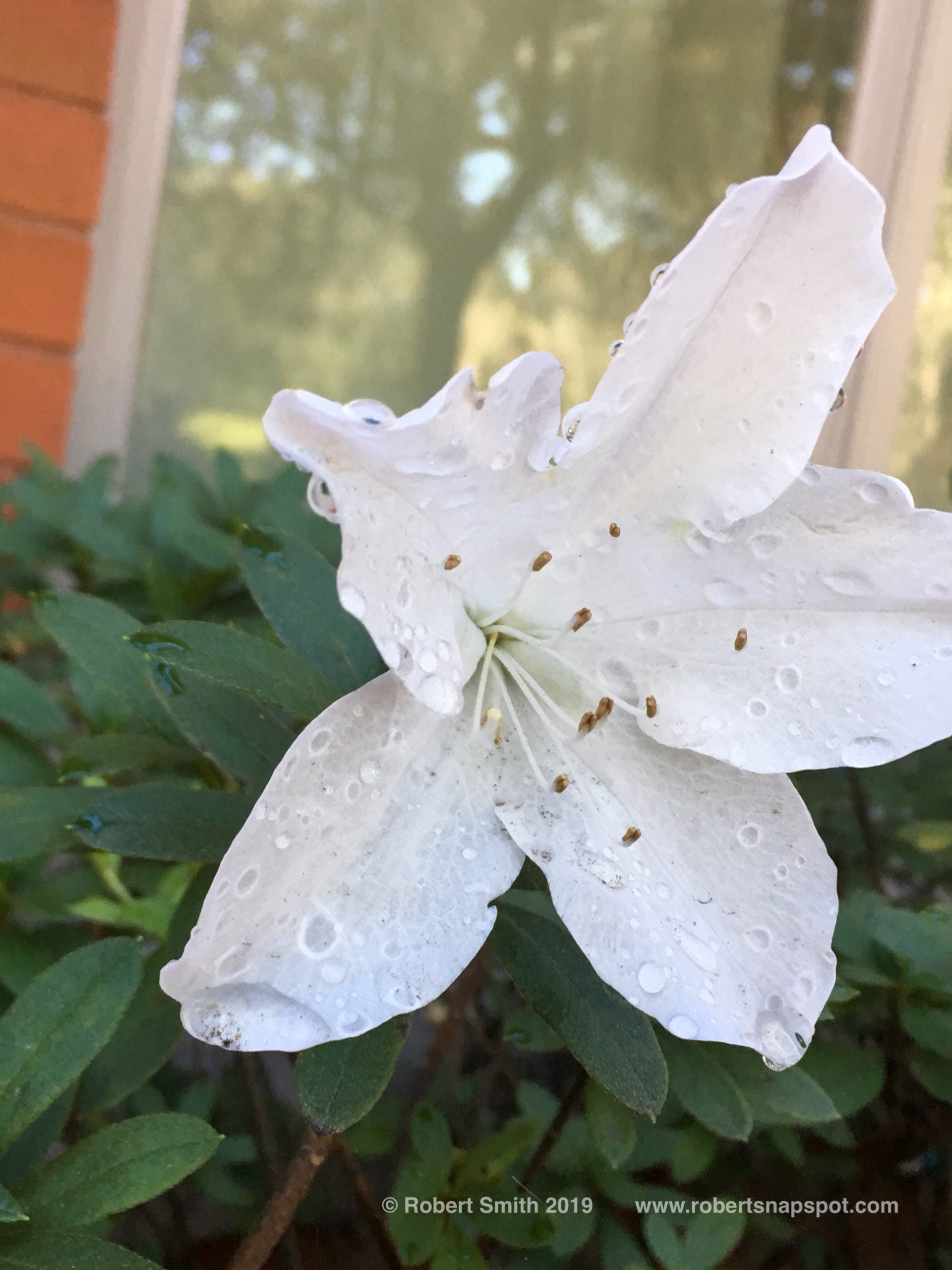 Flowers by Day 41